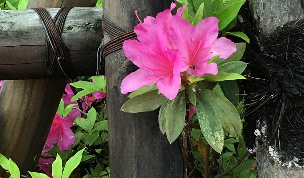 Image shows pink azalea flowers in full bloom contrasted against a dark brown fence post