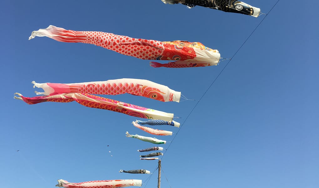 a dozen carp streamers fly from an electrical wire against a clear blue sky
