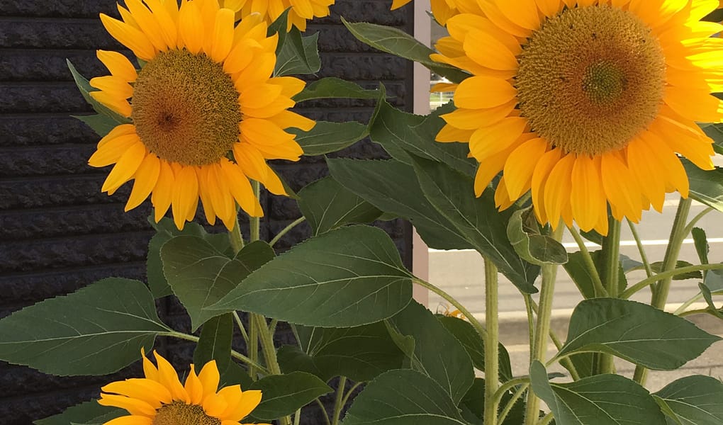 A group of sunflowers grows in front of an office building in town