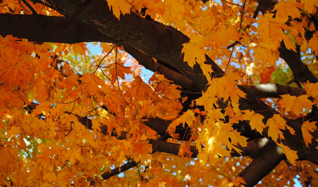 Golden fall leaves and a dark brown tree trunk