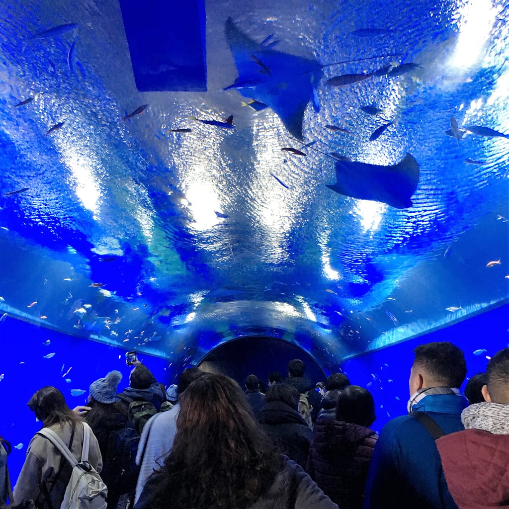 The entrance to Kaiyukan Aquarium is a half circle tunnel visitors can walk through. Fish swim overhead as visitors pass under the tunnel.