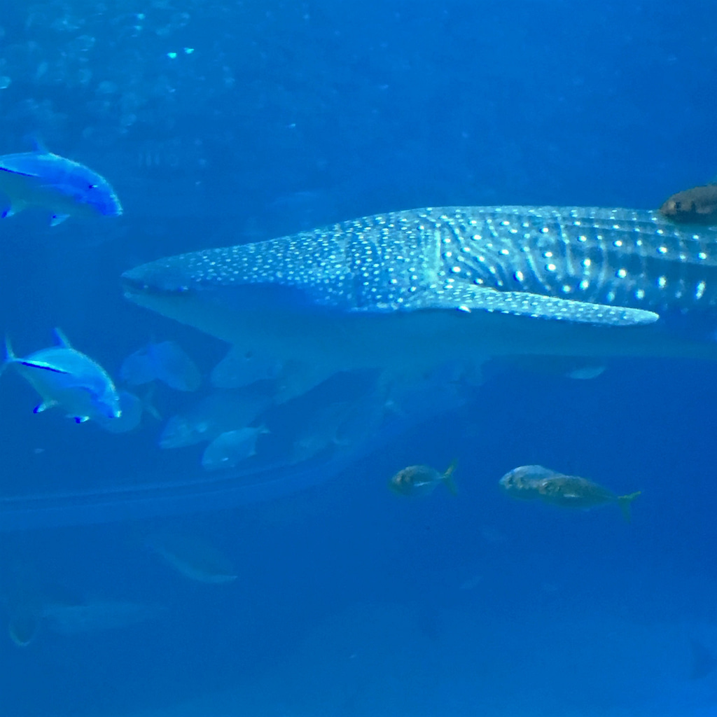 A close up of a shark in a tank at Kaiyukan Aquarium