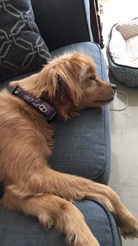 A tan puppy lays asleep on a blue couch