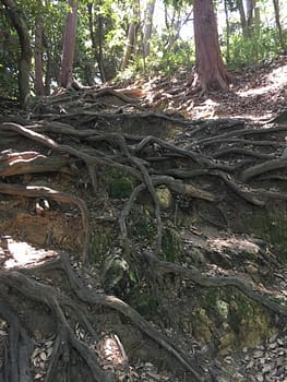A tangle of tree roots cross the hiking trail