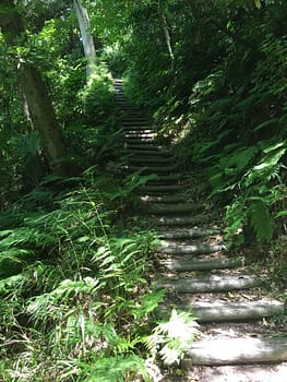 Wooden stairs on a hiking trail