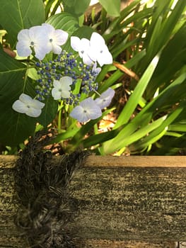 Small white flowers growing over a ledge