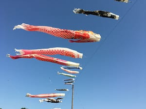 a dozen carp streamers fly from an electrical wire against a clear blue sky