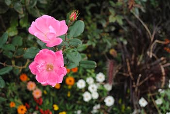 Two pink flowers surrounded by green foliage at Yamashita Park