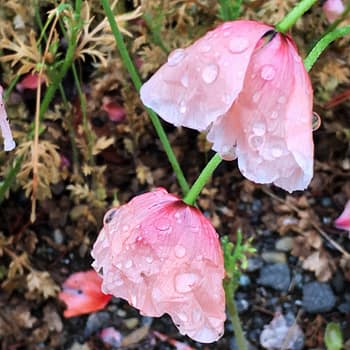 Spring rain clings to flowers