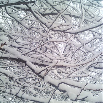 Tree branches covered in winter snow