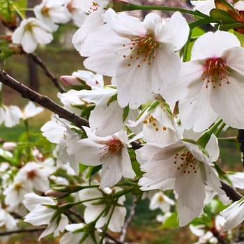 Spring Sakura blossoms