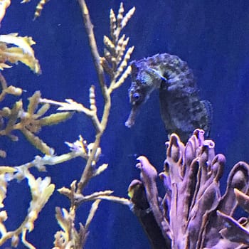 Seahorses in an aquarium in Hawaii