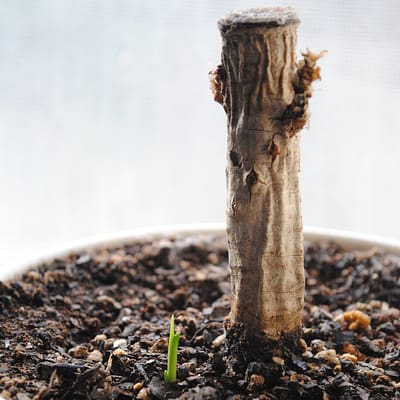 Small new growth pushes through soil in a pot with a dead branch