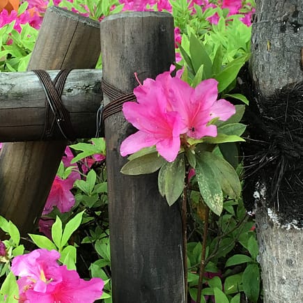 Image shows pink azalea flowers in full bloom contrasted against a dark brown fence post