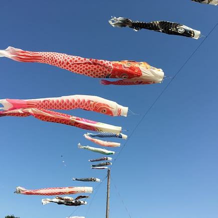 a dozen carp streamers fly from an electrical wire against a clear blue sky