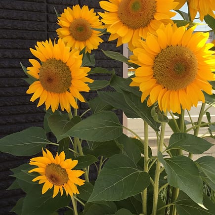 A group of sunflowers grows in front of an office building in town