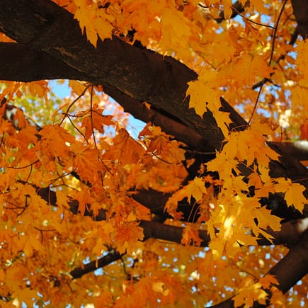 Golden fall leaves and a dark brown tree trunk
