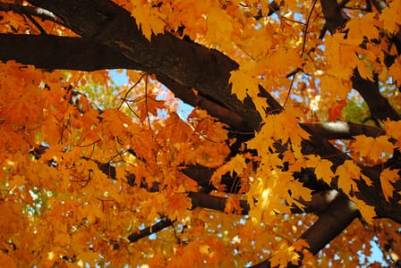 Golden fall leaves and a dark brown tree trunk