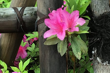 Image shows pink azalea flowers in full bloom contrasted against a dark brown fence post