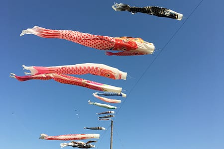 a dozen carp streamers fly from an electrical wire against a clear blue sky