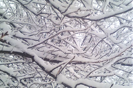 Tree branches covered in winter snow