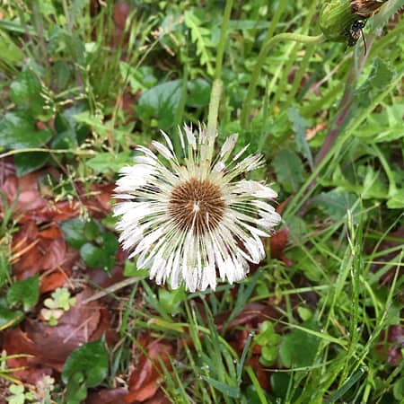 dandelion on a rainy day