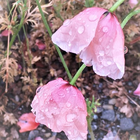 Pink flowers hang wet with rain
