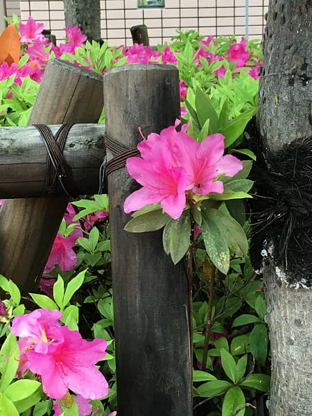 Image shows pink azalea flowers in full bloom contrasted against a dark brown fence post